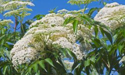 Sureau-du-Canada-Sureau-blanc-Sambucus-canadensis