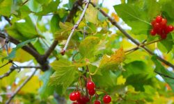 Viorne_trilobe-Pimbina_web