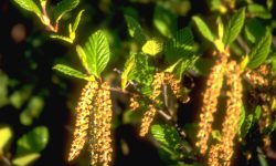Speckled Alder (Alnus rugosa) is a tall, nitrogen-fixing shrub (up to 4 m) that grows in moist to wet, medium-rich sites. It is commonly associated with black spruce or balsam poplar (Populus balsamifera). (Ile Brion, PQ)