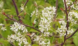amelanchier-canadensis-600x450
