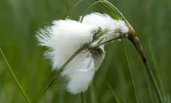 eriophorum-angustifolium-bios-723251-l1200-h0-q80.jpg